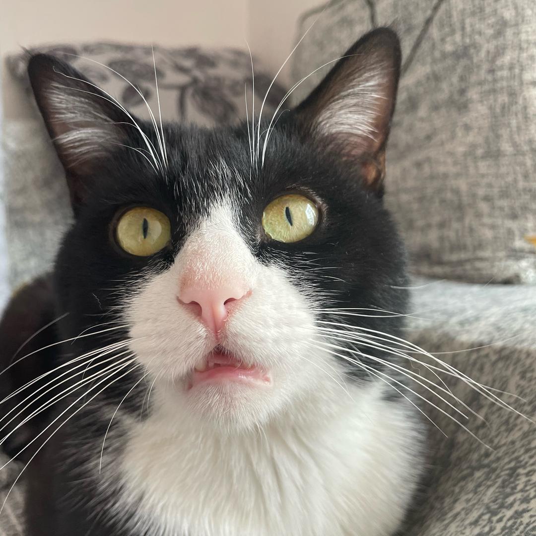 Lucky是只奶牛喵