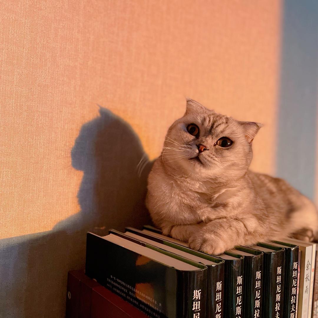我和我的猫