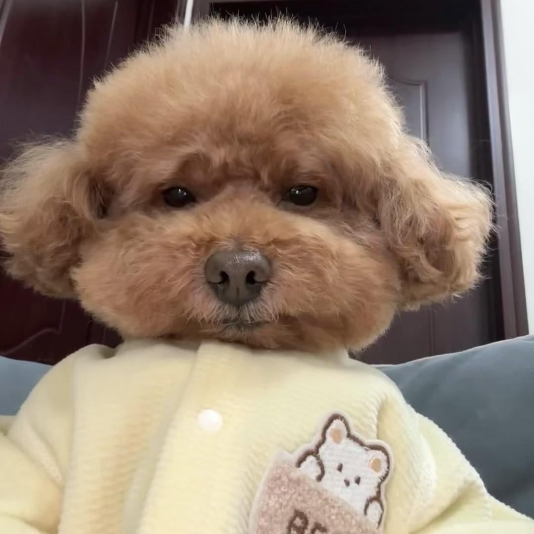 ，镀金提咯
