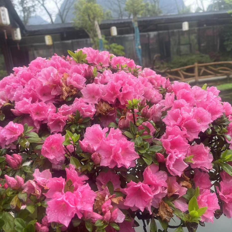 南国花木苗木