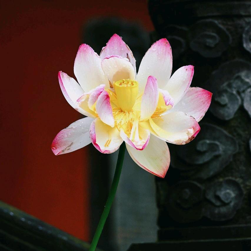 南山云归大师