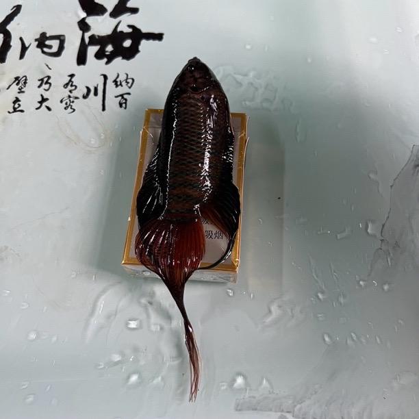 罗非国斗