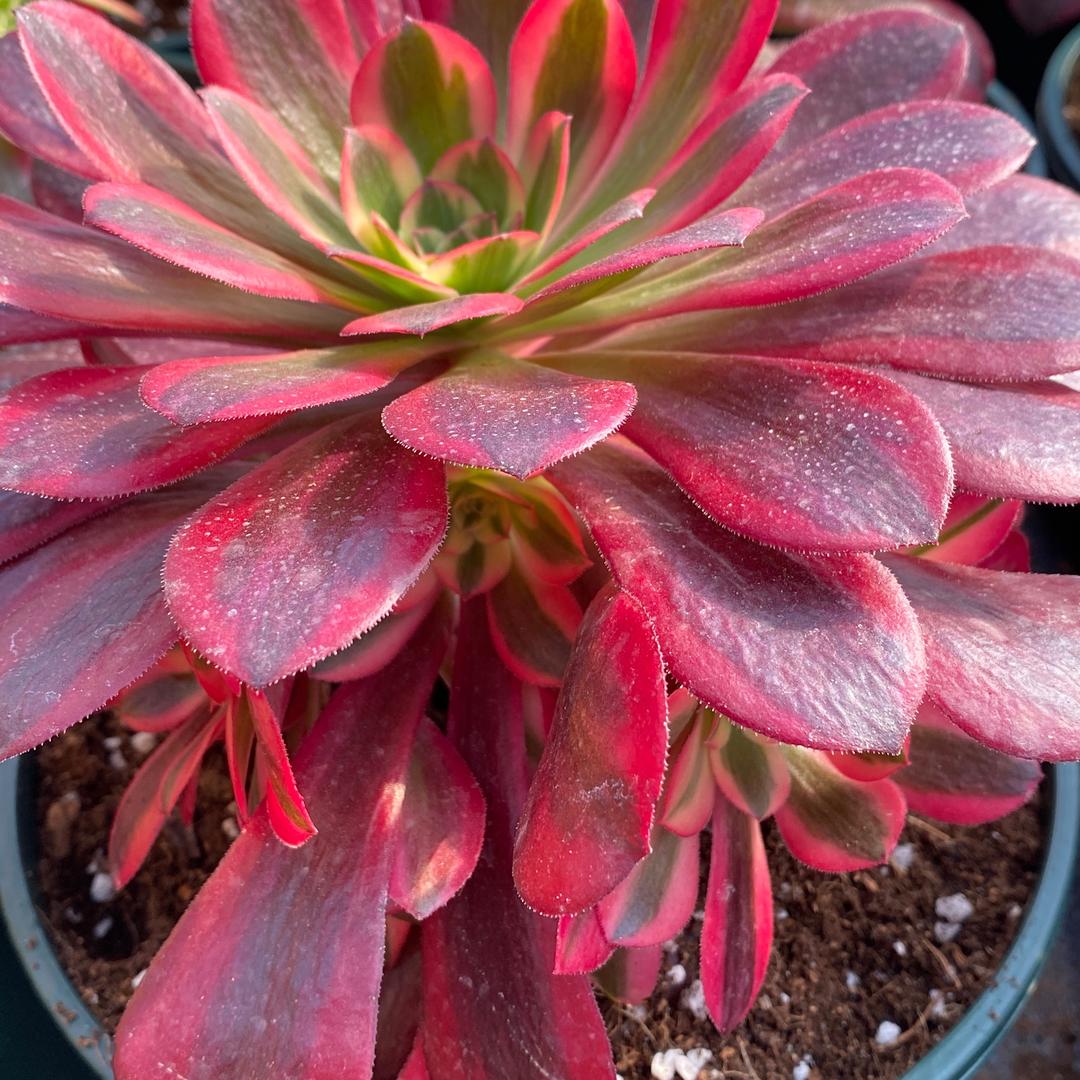 花芙园艺