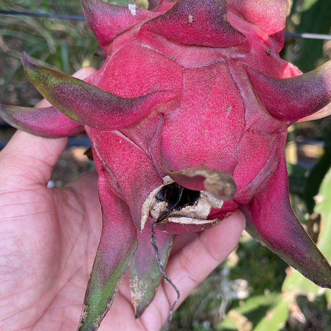 千千鲜果土特产