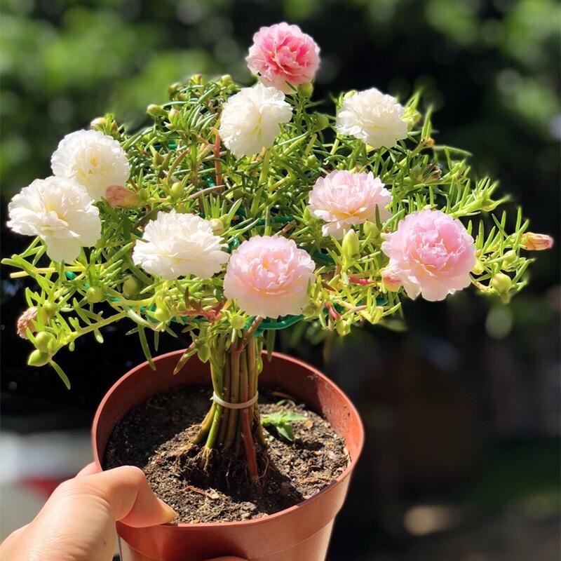 太阳花造型