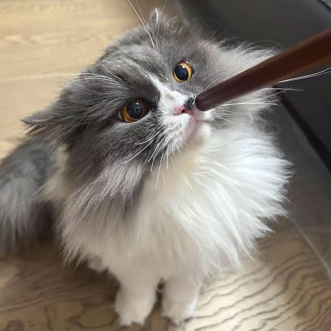 怡