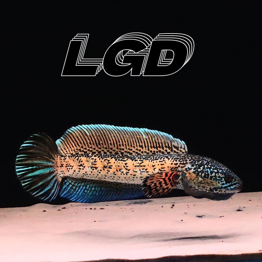 LGD雷龙鱼工作室