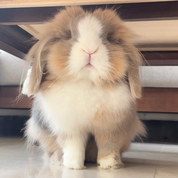 🍓奶昔