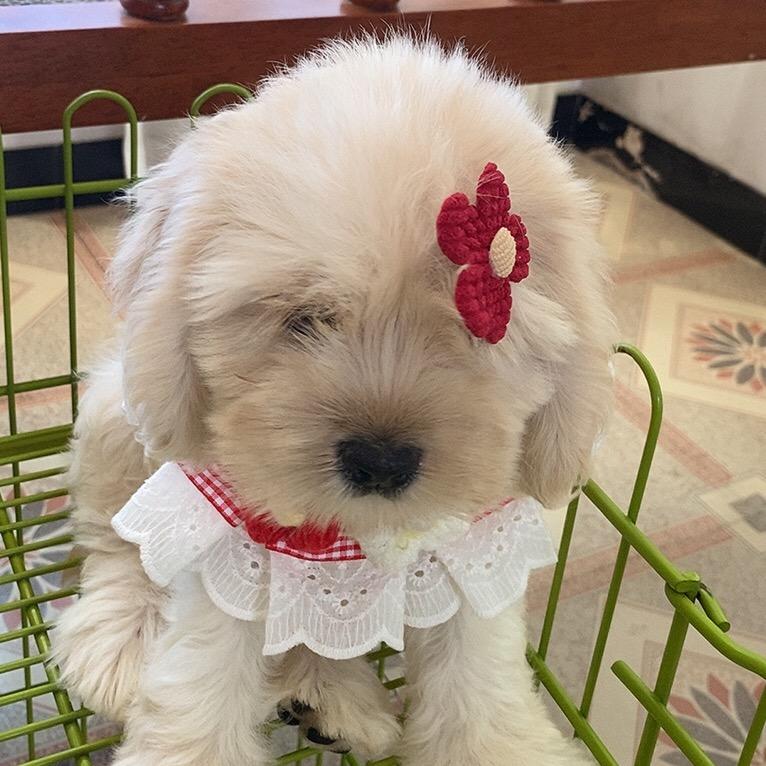 兰威萌宠 美卡犬