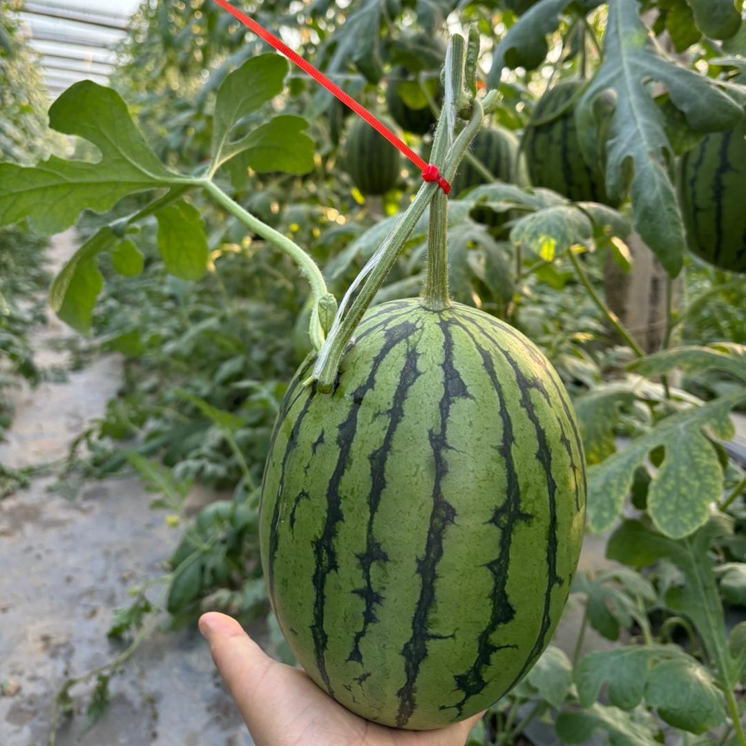 庞各庄西瓜名都一品