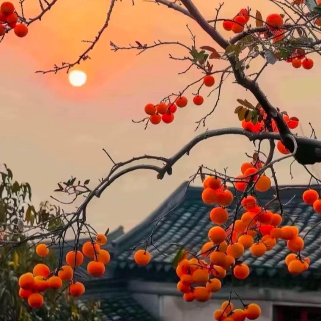 新疆鲜果