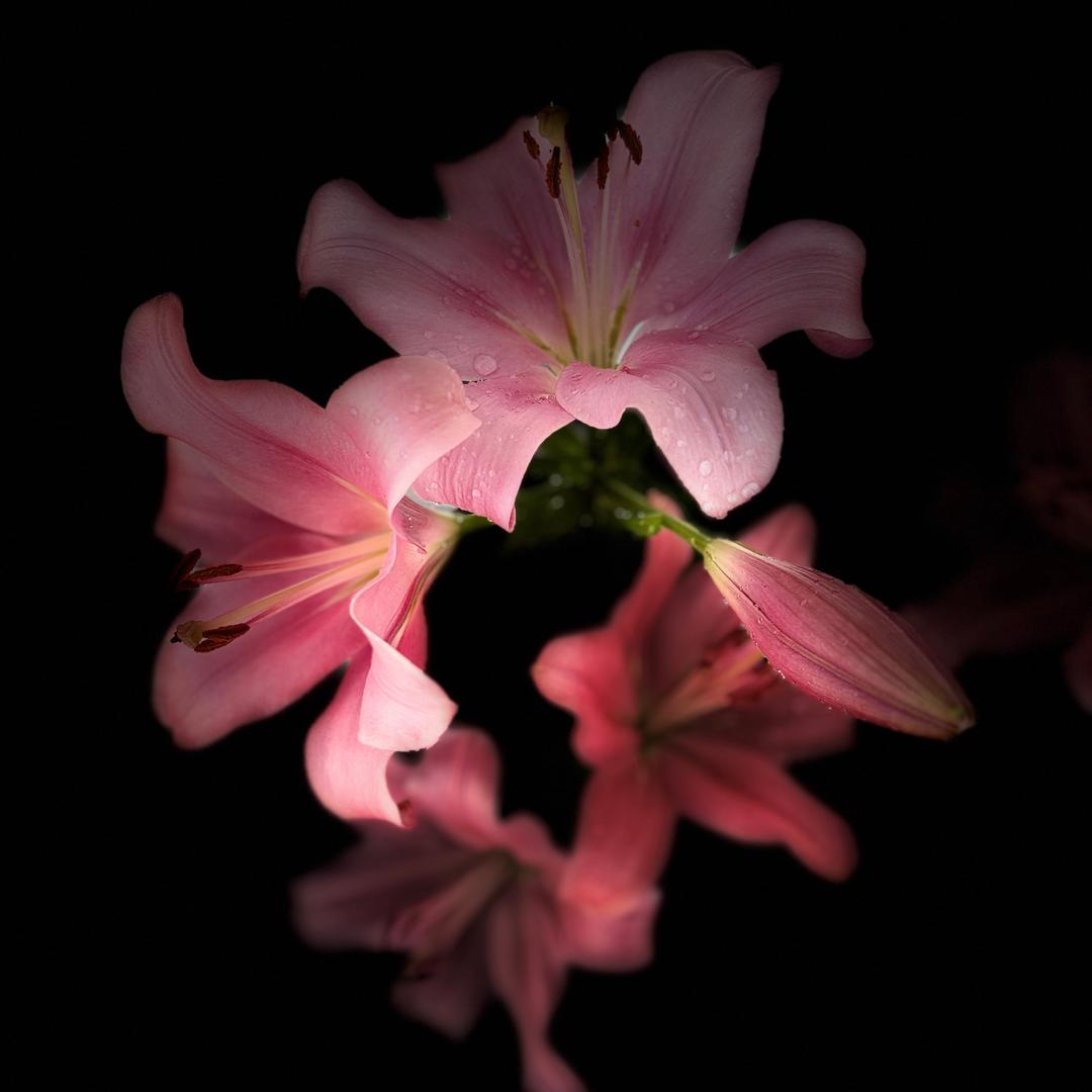 🍃💞归零@💞🍃