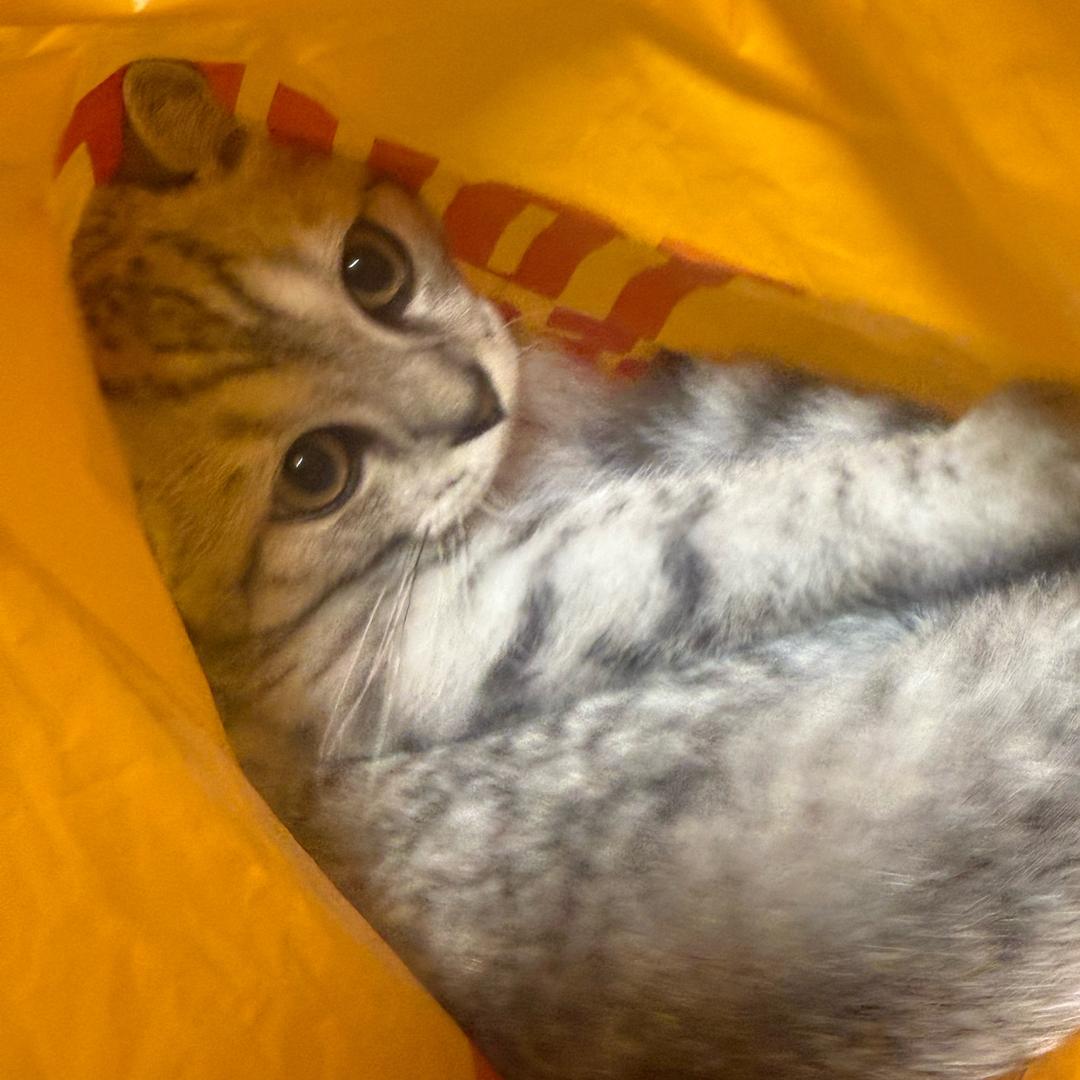 星光捕手