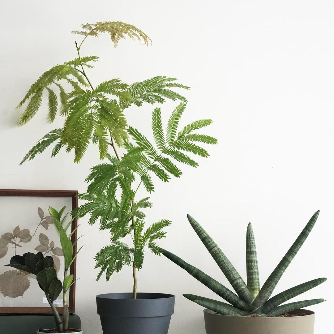 芭莉的植物小屋