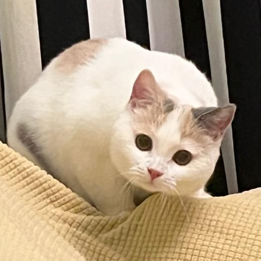 O型腿姐妹