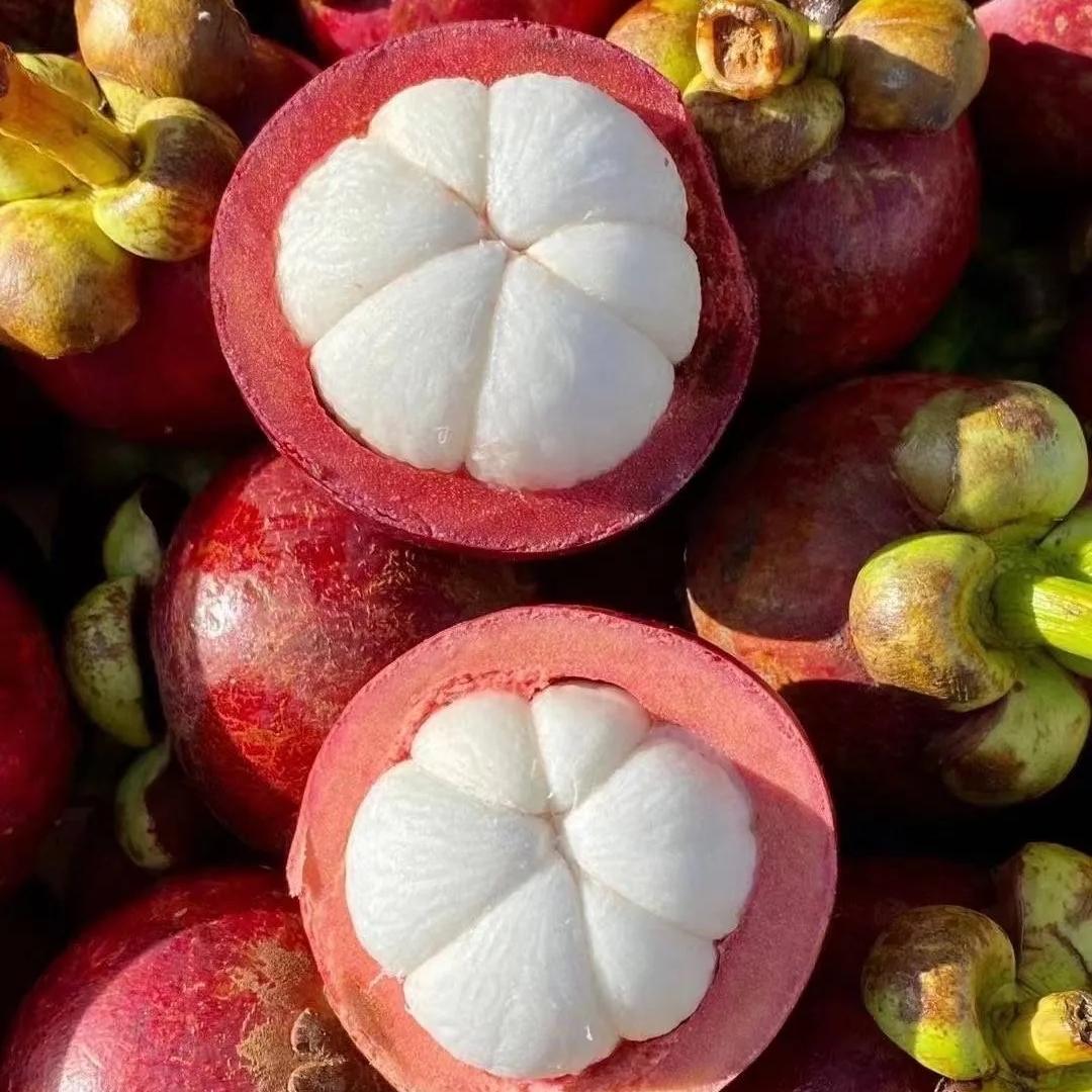 百恒水果同城山竹季