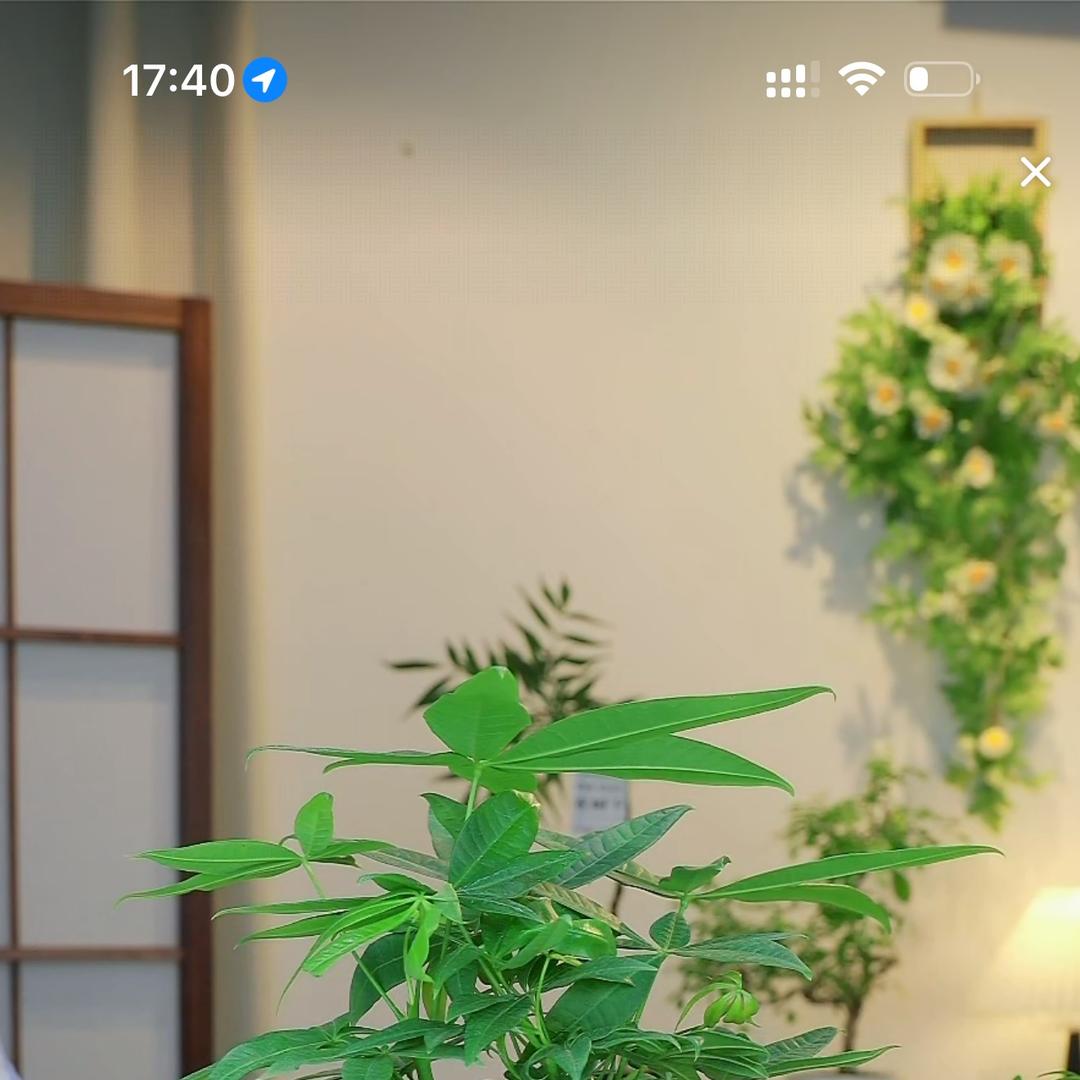 林汐花集