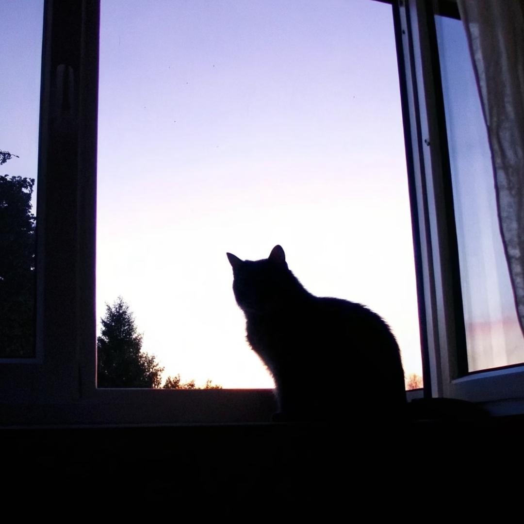 听苹果电音的安卓猫