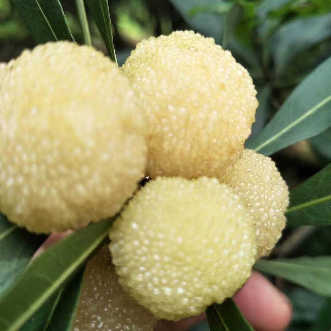 虎尼三四