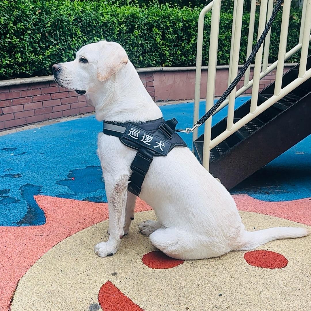 元宝是只拉布拉多