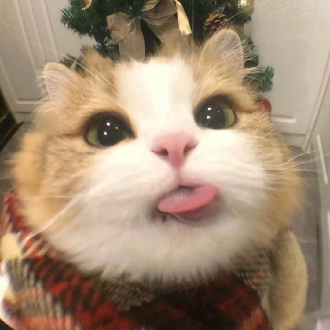 小鱼多喵