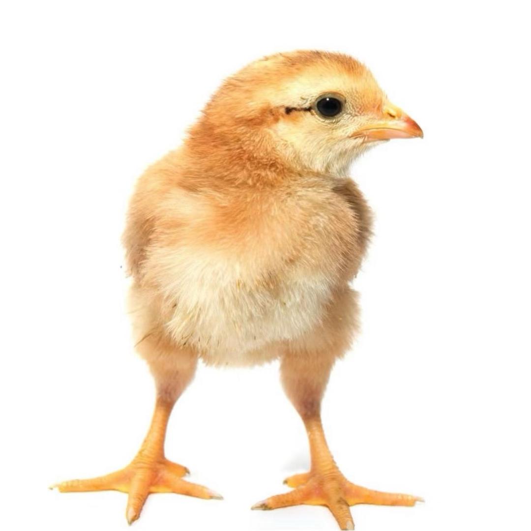 讽刺