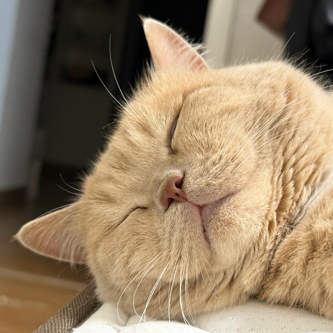 橘圆子是只猫