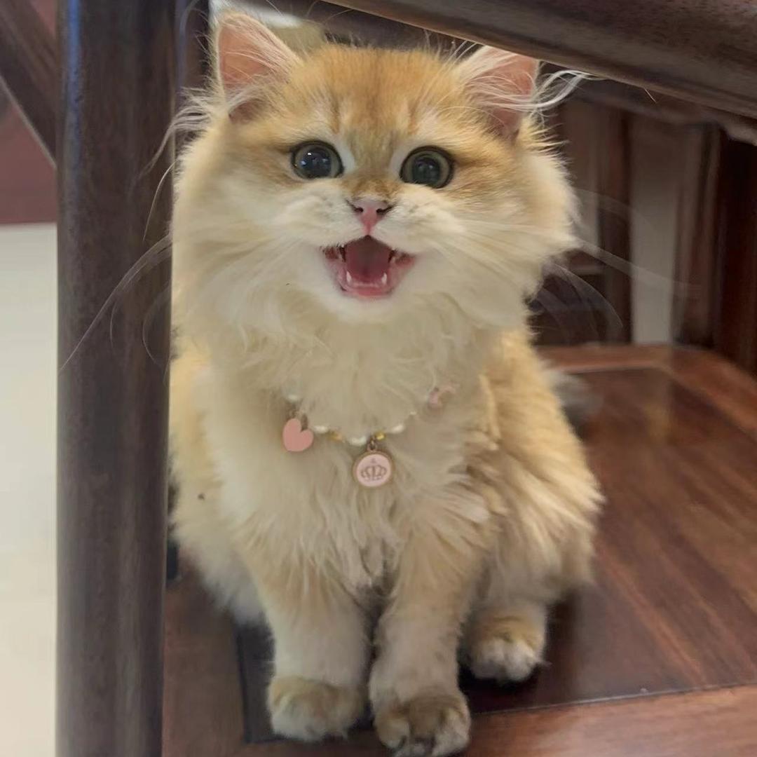 小猫仙仙