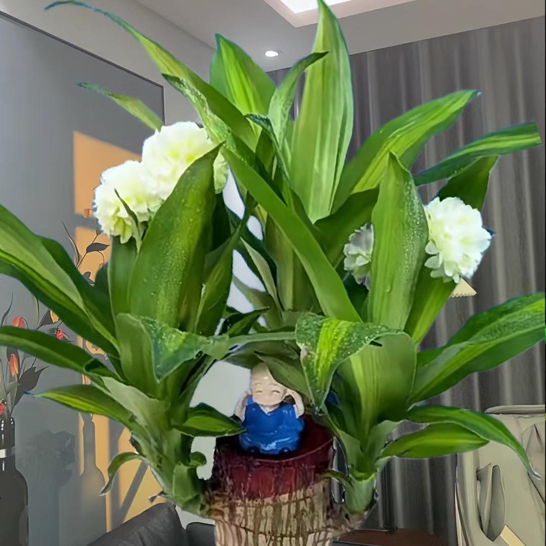 幸运巴西木