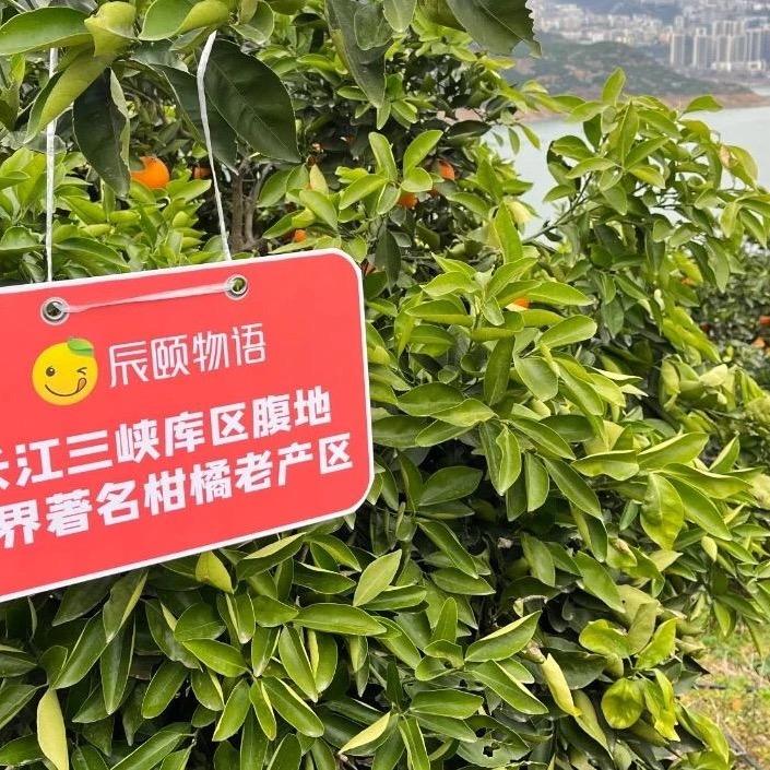 快乐钢琴王子