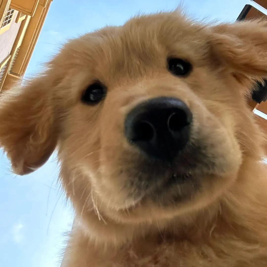 一声不吭服从安排的傻子