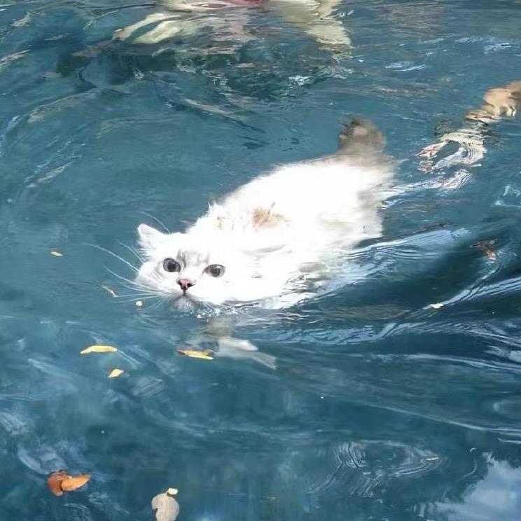 哎呀呀