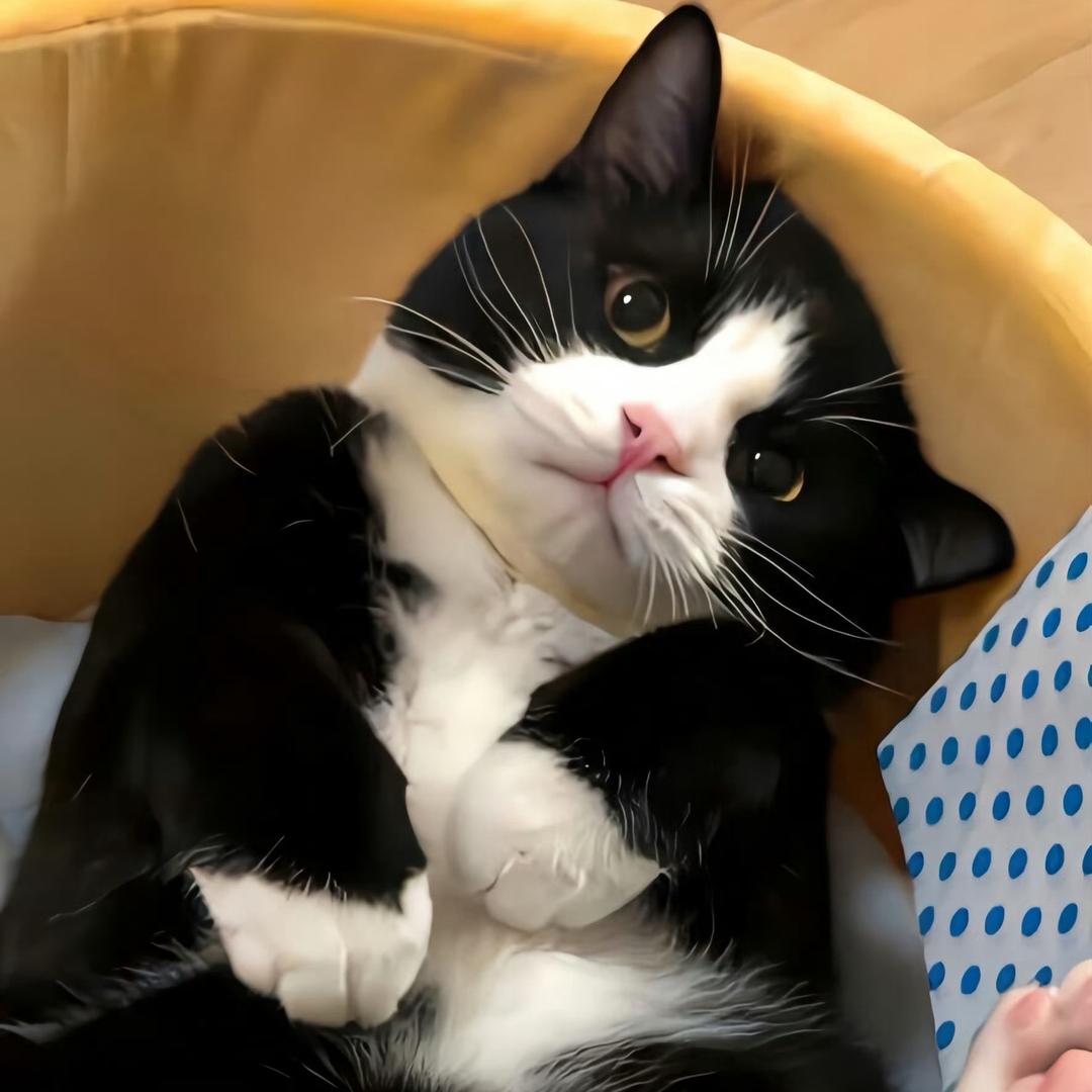 家有46只猫
