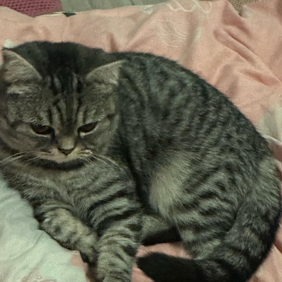 梨花诗
