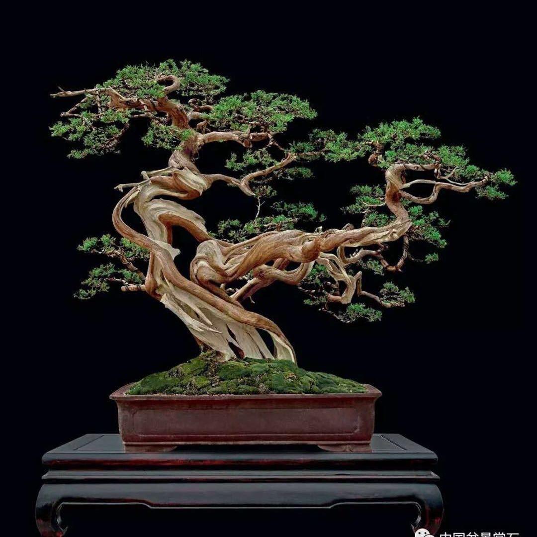小汪不压弯