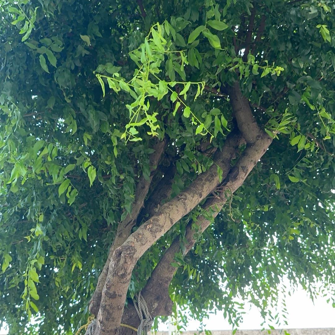 是妮吖