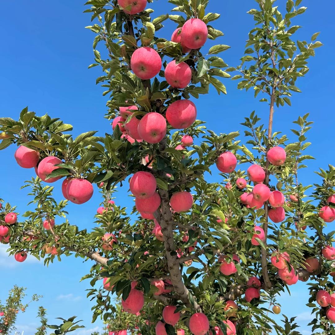 果树种植-健康管理