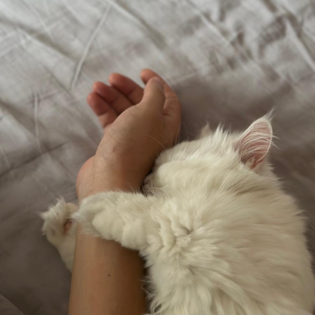 中华驻喵星大使