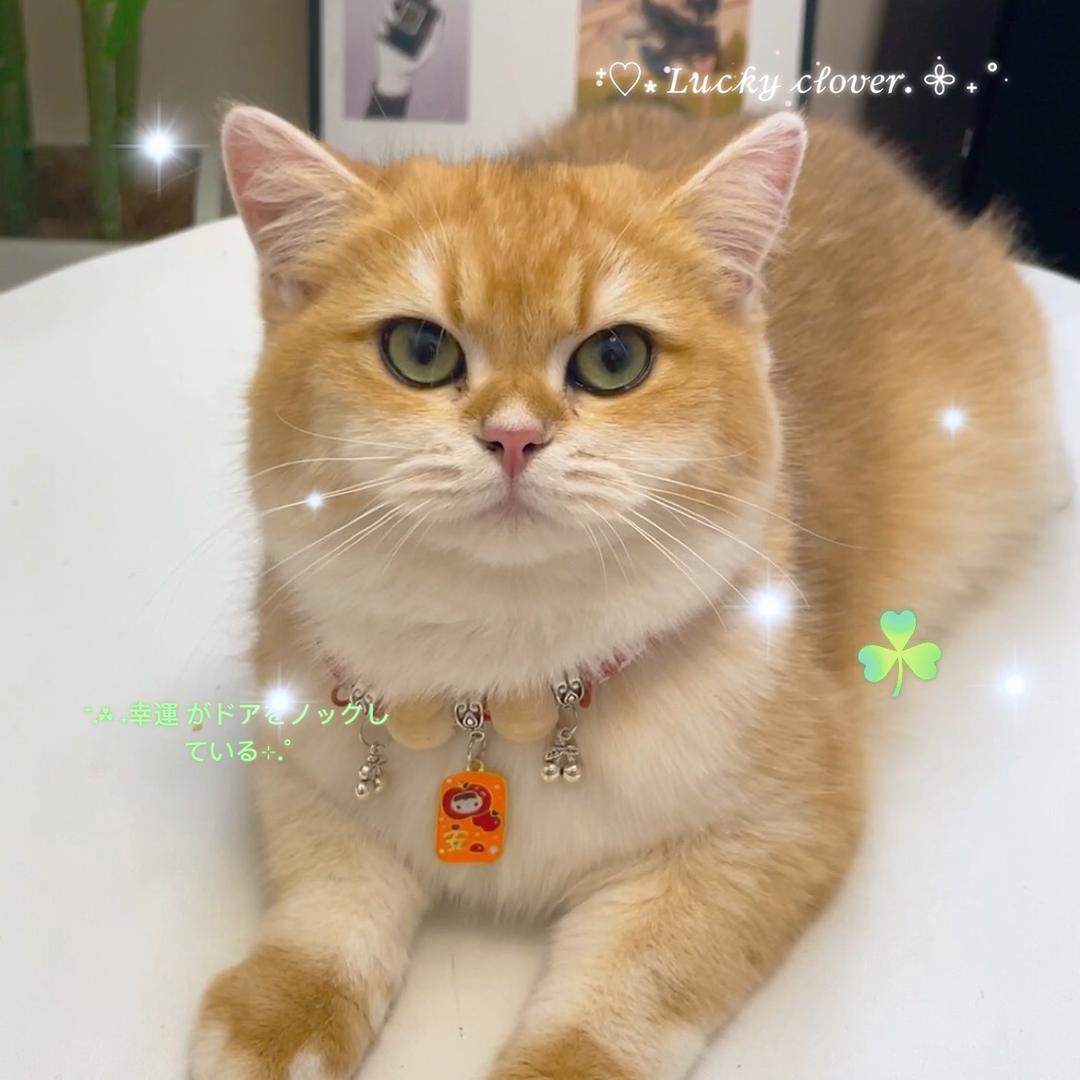 叫我明明吖