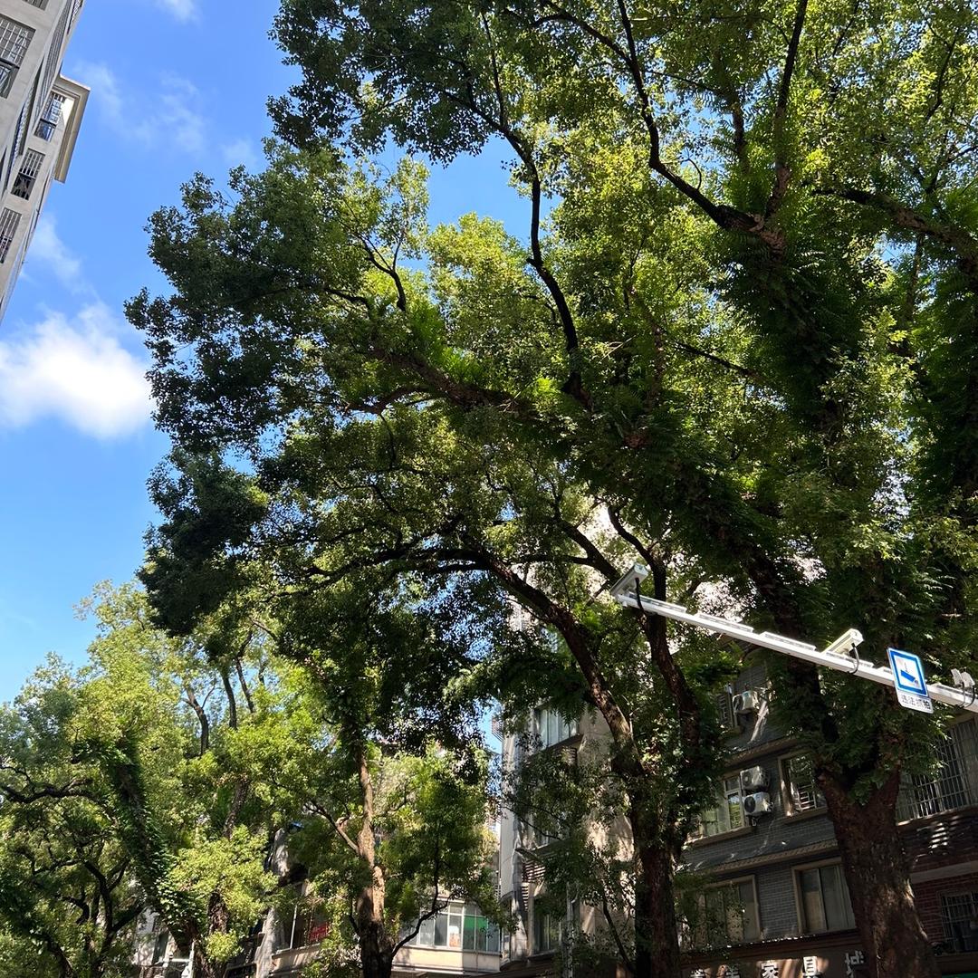 落叶的银杏树
