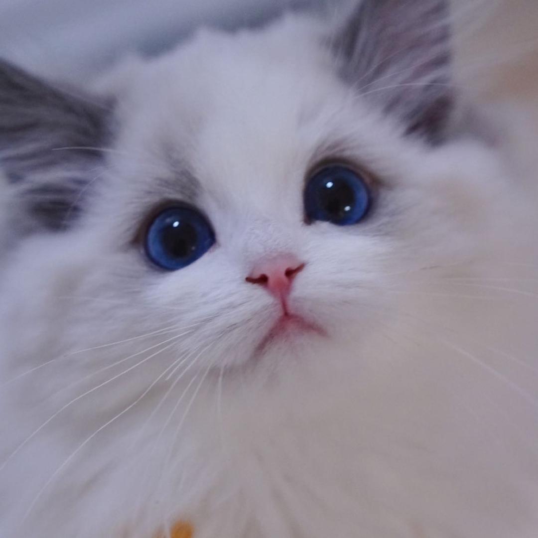 MMCHEN布偶猫