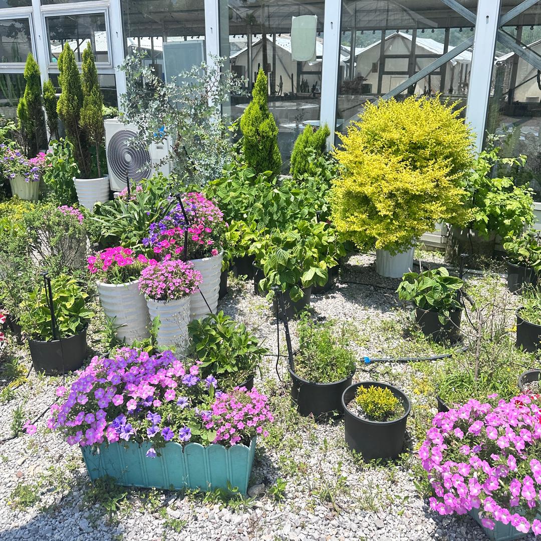 买辣椒也用券（版）