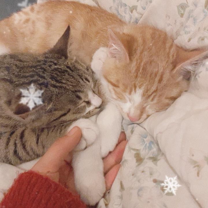 玉米和芝麻都是咪宝