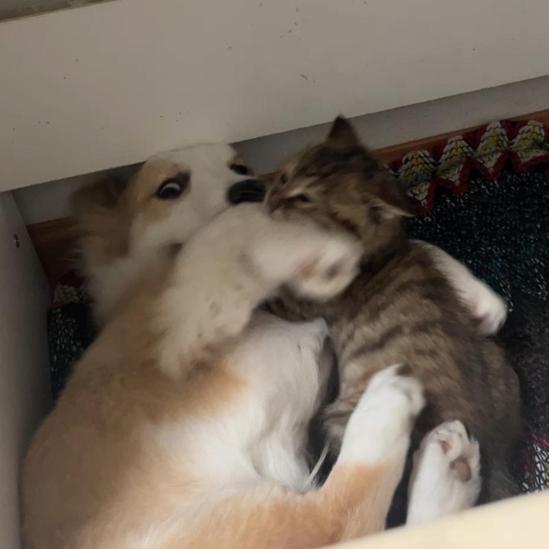成都富婆