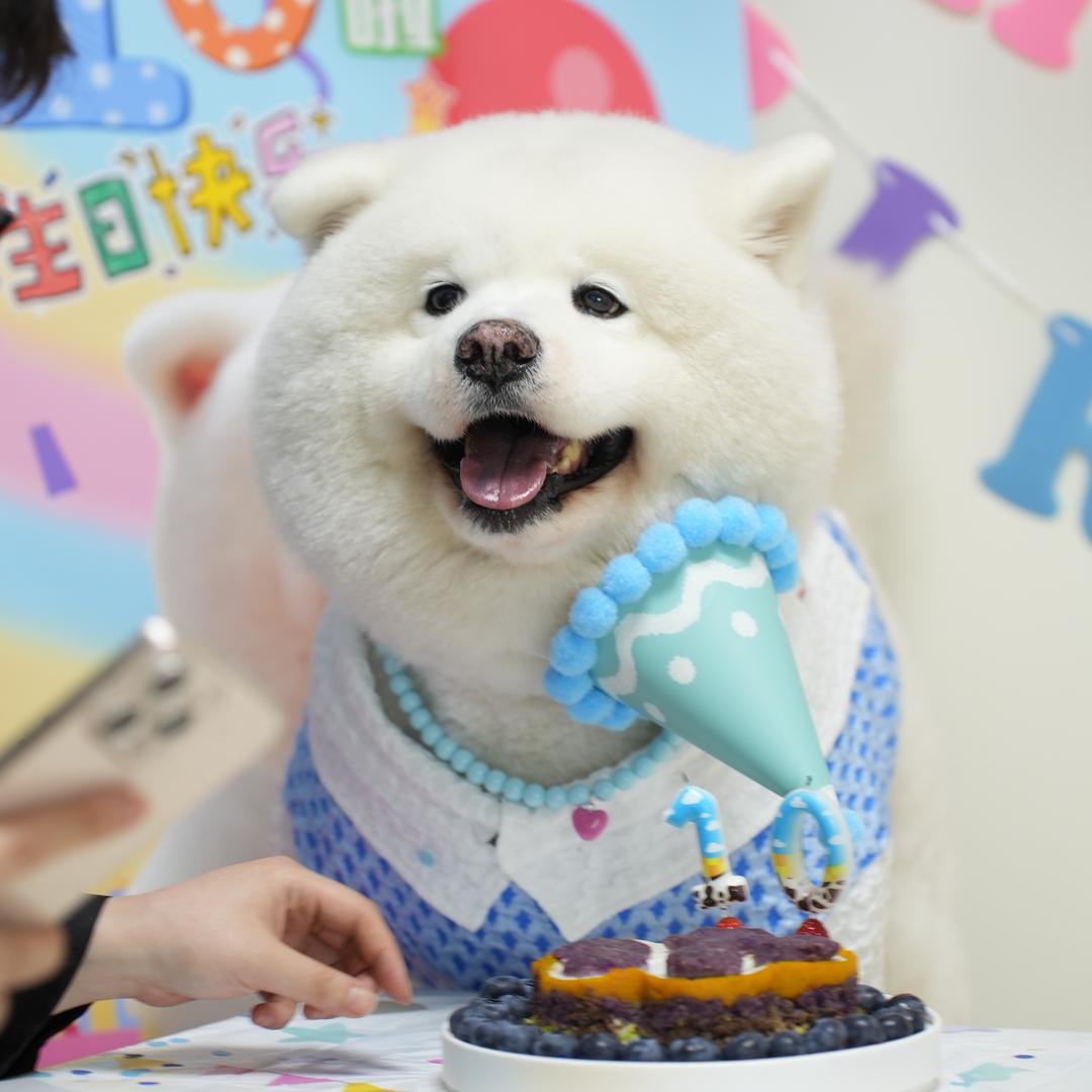 大白不是熊🐻