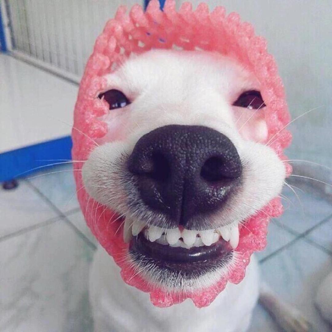 畅笑包子馆