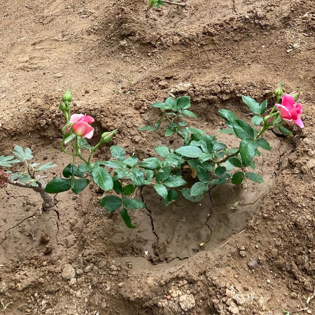 人养花 花养人
