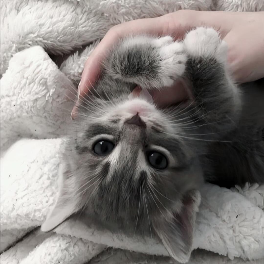 桐