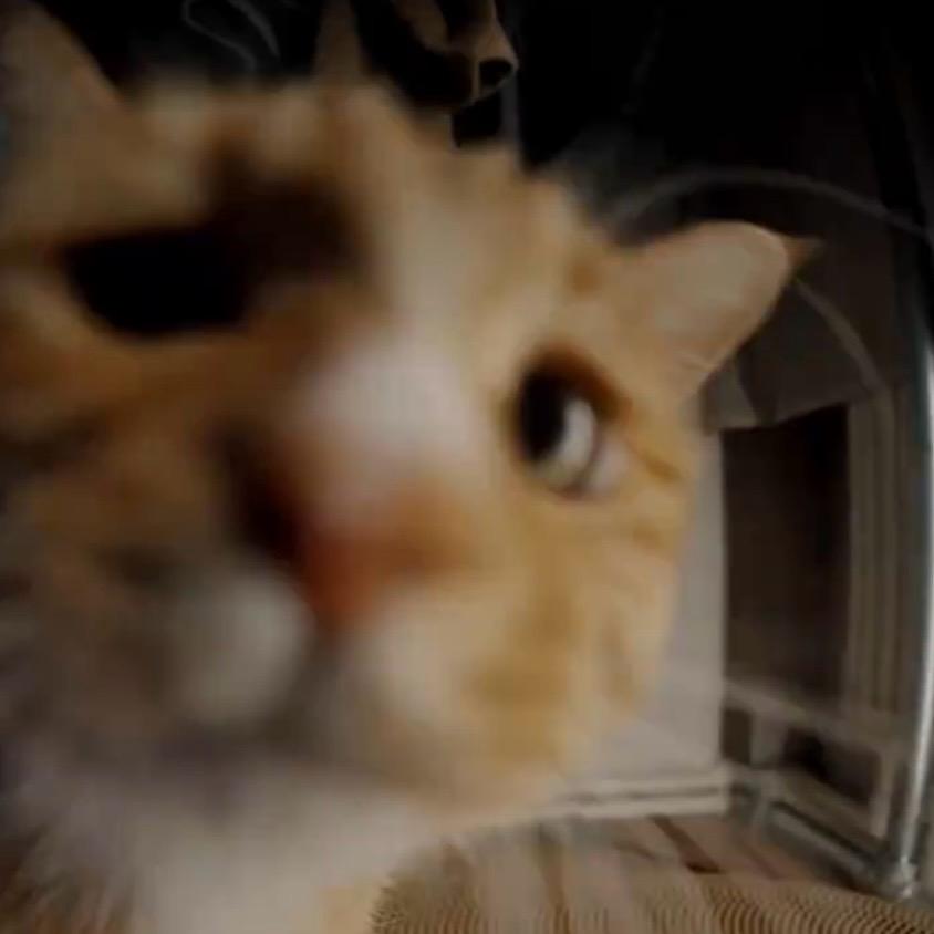 猪Ac