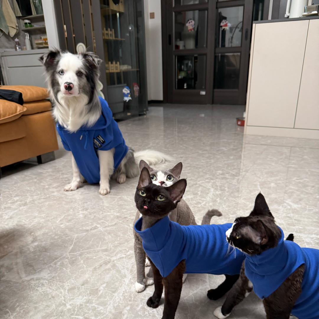 边牧Siri养喵记👅